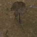 Cows are seen in this aerial view on a deforested plot of the Amazon rainforest near Rio Pardo, in the district of Porto Velho, Rondonia State, Brazil, September 3, 2015. The town of Rio Pardo, a settlement of about 4,000 people in the Amazon rainforest, rises where only jungle stood less than a quarter of a century ago. Loggers first cleared the forest followed by ranchers and farmers, then small merchants and prospectors. Brazil's government has stated a goal of eliminating illegal deforestation, but enforcing the law in remote corners like Rio Pardo is far from easy. REUTERS/Nacho Doce   TPX IMAGES OF THE DAYPICTURE 3 OF 40 FOR WIDER IMAGE STORY "EARTHPRINTS: RIO PARDO" SEARCH"EARTHPRINTS PARDO" FOR ALL IMAGES   - RTX1UUUJ