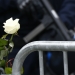 Una rosa blanca colocada en una de las vallas situada en las proximidades de la sala Bataclan de París. November 14, 2015. REUTERS/Benoit Tessier - RTS708V