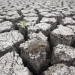 IMagen de la sequía que asola a gran parte del planeta. FOTO: Reuters