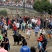 Revellers run in front of a bull, named "Pelado" during the Toro de la Pena, formerly known as Toro de la Vega (Bull of the Plain) festival, in Tordesillas, Spain, September 13, 2016. REUTERS/Andrea Comas - RTSNIDP