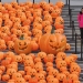 Calabazas de Halloween. FOTO: Reuters
