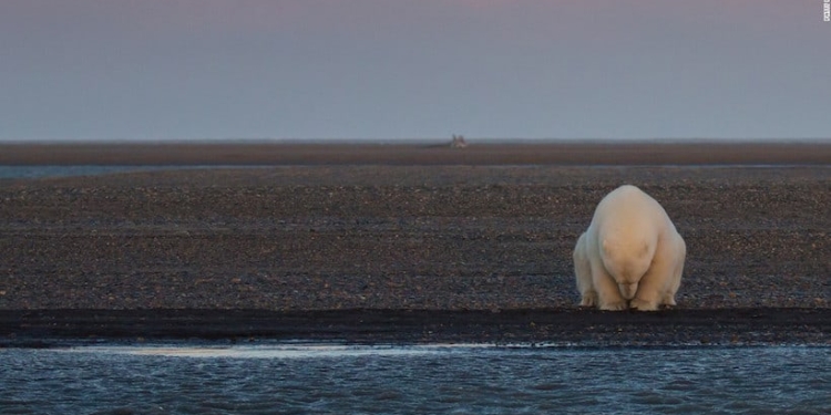 "No hay nieve, ni hielo? Un oso solitario sentado en uno de Barter Island, Alaska". (© Patty Waymire)