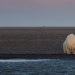 "No hay nieve, ni hielo? Un oso solitario sentado en uno de Barter Island, Alaska". (© Patty Waymire)