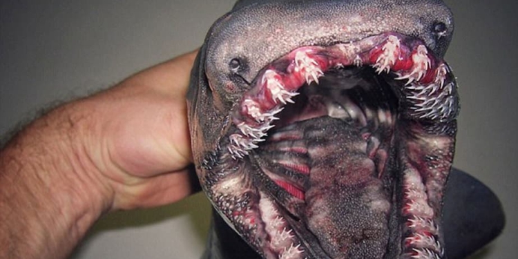 El “tiburón anguila” o “tiburón de gorguera” es una extraña especie a la que se conoce como un “fósil viviente”. Puede devorar peces enormes a los que retiene con su filosa dentadura