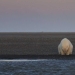 En ningún lugar para vagar. (Patty Waymire / 2016 National Geographic)