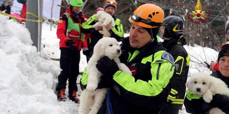 Cachorros rescatados en Italia