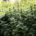 Plantas de marihuana. REUTERS/Alessandro Bianchi (ITALY - Tags: HEALTH DRUGS SOCIETY BUSINESS AGRICULTURE POLITICS) - RTR49U7S