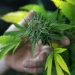 A fully budded marijuana plant ready for trimming is seen at the Botanacare marijuana store ahead of their grand opening on New Year's day in Northglenn, Colorado December 31, 2013. The world's first state-licensed marijuana retailers, catering to Colorado's newly legal recreational market for pot, are stocking their shelves ahead of their January 1, 2014, grand opening that supporters and detractors alike see as a turning point in America's drug culture.  REUTERS/Rick Wilking (UNITED STATES - Tags: DRUGS SOCIETY) - RTX16YDZ