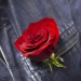 Simpatizante del PSOE con una rosa, símbolo del partido. FOTO: Reuters
