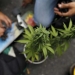 A marijuana plant during a demonstration in support of the legalization of marijuana in Medellin, May 2, 2015. REUTERS/Fredy Builes