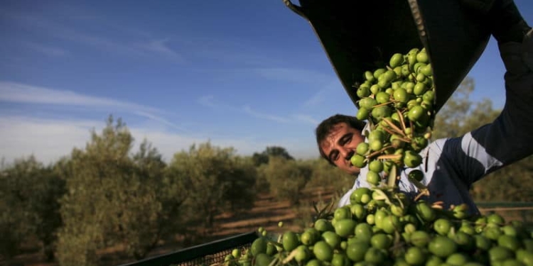 Las aceitunas españolas pueden ser el objetivo de otra guerra comercial