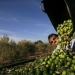 Las aceitunas españolas pueden ser el objetivo de otra guerra comercial