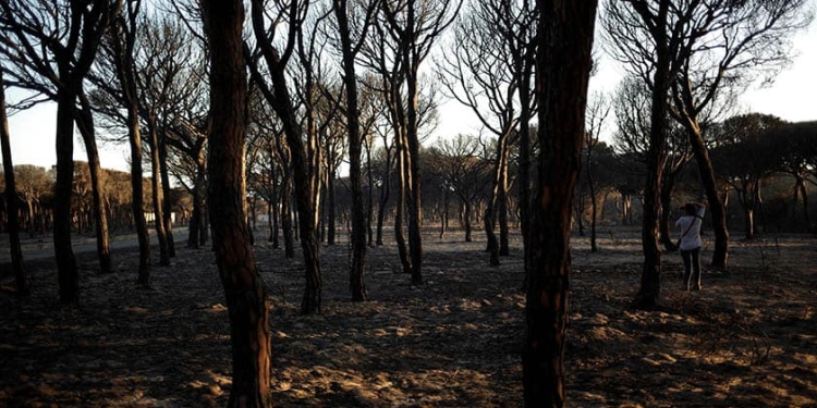 Incendio de Doñana. FOTO: Reuters