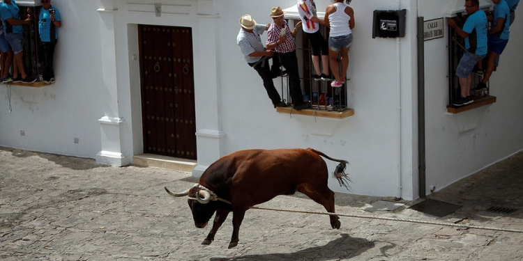 La gente se aferra a las ventanas para evitar un toro, llamado Trompetero, durante el festival "Toro de Cuerda" en Grazalema, España, 17 de julio de 2017. Se permite que corran tres toros atrapados por una cuerda por las calles de la ciudad.