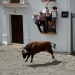 La gente se aferra a las ventanas para evitar un toro, llamado Trompetero, durante el festival "Toro de Cuerda" en Grazalema, España, 17 de julio de 2017. Se permite que corran tres toros atrapados por una cuerda por las calles de la ciudad.