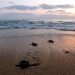 Las tortugas de mar bebé arrastran al mar en una costa en el pueblo de El-Mansouri, cerca de la ciudad meridional de Tiro, Líbano