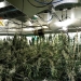 Marihuana Hay 3 personas detenidas y se han incautado 1.300 plantas de marihuana, 28 kilos de hachís y 27 de cogollos de marihuana listos para su venta