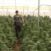 Marihuana Los cultivos de las plantas de marihuana estaban sectorizados por tamaños y variedades, teniendo una altura entre los 1,5 y 2,5 metros