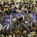 Migrants believed to be Rohingya rest inside a shelter after being rescued from boats at Lhoksukon in Indonesia's Aceh Province May 11, 2015. Nearly 600 migrants thought to be Rohingya refugees from Myanmar were rescued from two wooden boats stranded off the coast of Indonesia's northern Aceh province, authorities said on Sunday. The overcrowded boats, which were carrying nearly 100 women and dozens of children among the refugees, were towed to shore by fishermen after running out of fuel. REUTERS/Roni Bintang      TPX IMAGES OF THE DAY