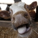 La enfermedad de las vacas locas llegó a España en el año 2000, cuando se detectó la primera vaca infectada