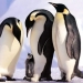 Pingüinos de tamaño humano existieron en el planeta