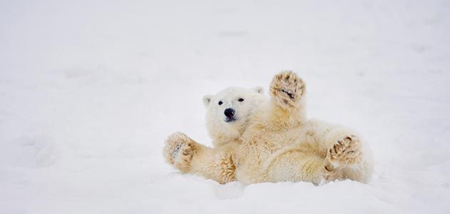 El Refugio Nacional de Vida Silvestre del Ártico en Alaska es el hogar de cientos de osos polares