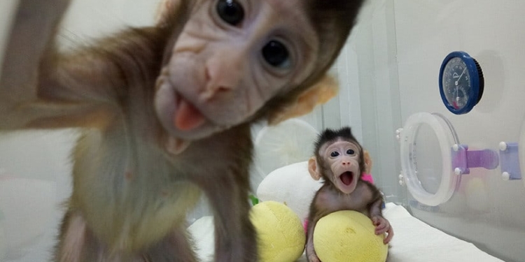 Hua Hua y Zhong Zhong, los monos clonados en China. 