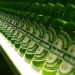 Heineken.