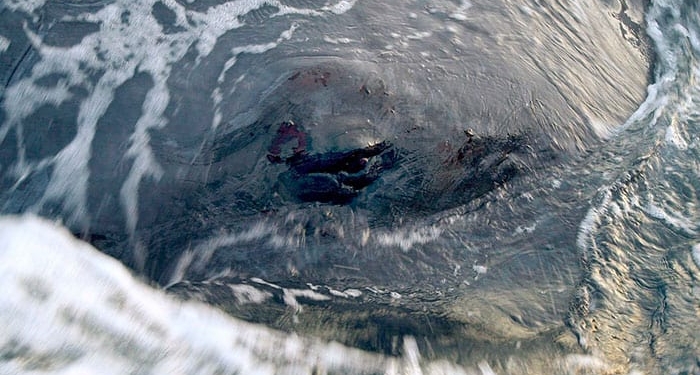 Lo que pasó con la ballena hallada muerta en España