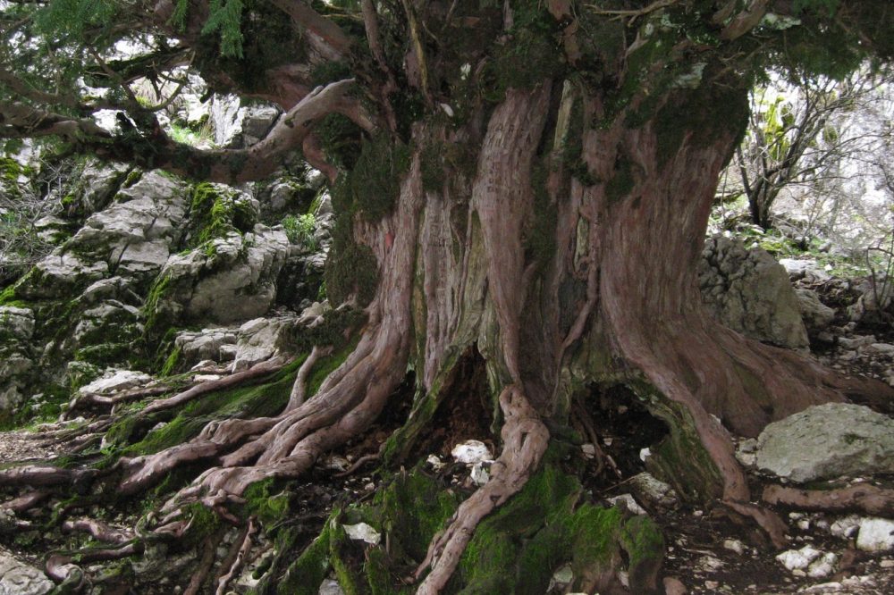 El árbol más viejo de España se encuentra en Andalucía