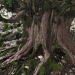 árbol más viejo de España