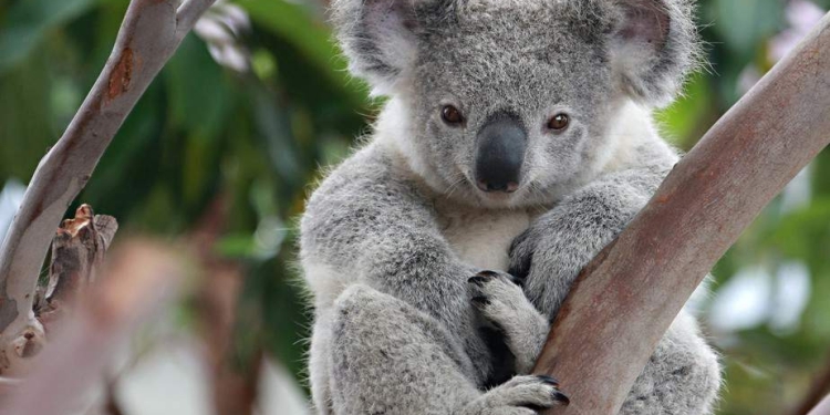 Australia protege a sus koalas