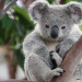 Australia protege a sus koalas