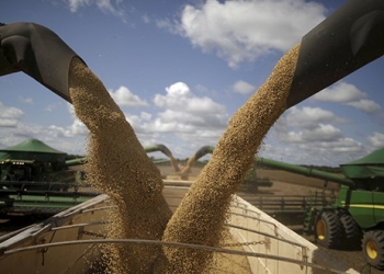 El cultivo de la soja ha puesto en peligro una vasta sabana tropical que alberga al cinco por ciento de las especies del planeta (Reuters)