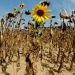 Flores se marchitan debido a las importantes olas de calor registradas en el hemisferio norte debido a las altas temperaturas