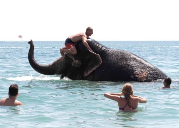 Un elefante de circo disfrutando de un baño en el mar Negro