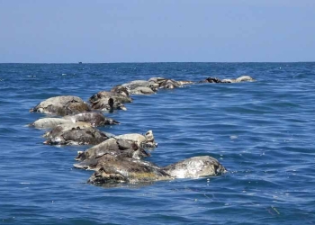 Unas 300 tortugas golfinas  halladas muertas en un sector llamado la Barra de Colotepec (en Oaxaca, México). REUTERS / Fredy García