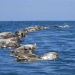 Unas 300 tortugas golfinas  halladas muertas en un sector llamado la Barra de Colotepec (en Oaxaca, México). REUTERS / Fredy García