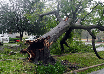 Un árbol derribado mientras el huracán Florence llega a tierra en Wilmington, EE. UU., 14 de septiembre de 2018. REUTERS / Carlo Allegri