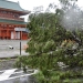 Un árbol dañado por el tifón Jebi se ve frente al Santuario Heian en Kyoto, en esta foto tomada por Kyodo el 4 de septiembre de 2018. Crédito obligatorio Kyodo / a través de REUTERS