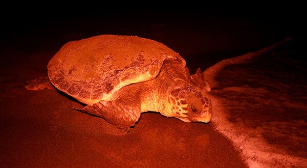 June Haimoff lucha a los 95 años por preservar las tortugas marinas/Reuters