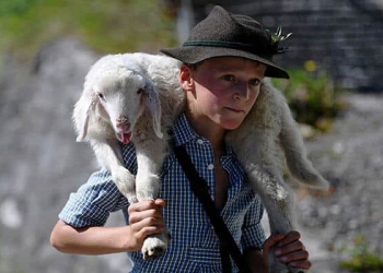 Una de las fotos más impactante del día es un niño llevando una pequeña oveja desde sus pastos de verano en las montañas hasta el valle y a través de la ciudad de Mittenwald durante el tradicional "Almabtrieb" en Mittenwald.