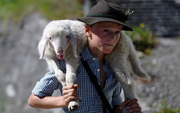 Una de las fotos más impactante del día es un niño llevando una pequeña oveja desde sus pastos de verano en las montañas hasta el valle y a través de la ciudad de Mittenwald durante el tradicional "Almabtrieb" en Mittenwald.
