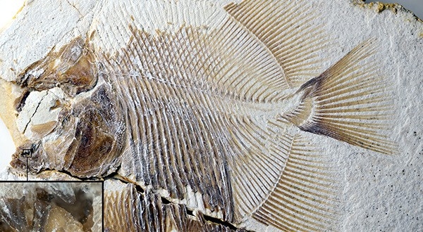 El fósil desenterrado muestra que se trataba de un pez pequeño de unos nueve centímetros y dientes muy afilados/Reuters