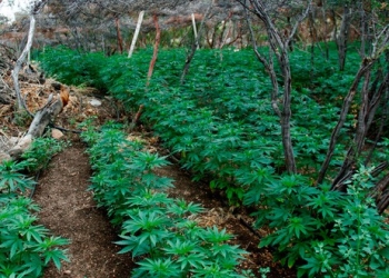 Plantación de marihuana antes de ser destruida por las autoridades en Sierra Juarez, México. Jul 16, 2018. REUTERS/Jorge Duenes