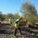 José Luis López-Linares grabando el vareo de la aceituna.