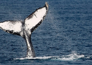 Japón reanudará la pesca comercial de ballenas a partir de julio de 2019, una vez culmine su acuerdo que lo mantiene atado a la Comisión Ballenera Internacional/Reuters