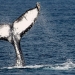 Japón reanudará la pesca comercial de ballenas a partir de julio de 2019, una vez culmine su acuerdo que lo mantiene atado a la Comisión Ballenera Internacional/Reuters