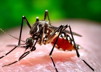 El virus del dengue es una infección transmitida por mosquitos que generalmente ocurre en las regiones tropicales y subtropicales del mundo. Foto: James Gathany