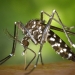 Mosquito Tigre